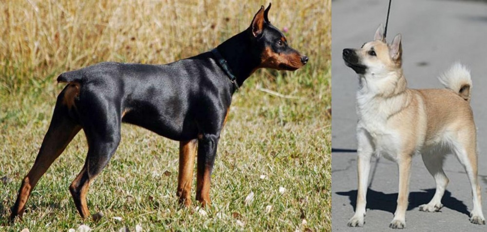 Norwegian Buhund vs German Pinscher - Breed Comparison