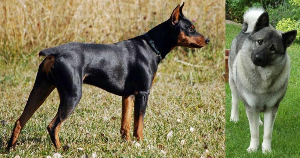 Norwegian Elkhound vs German Pinscher - Breed Comparison