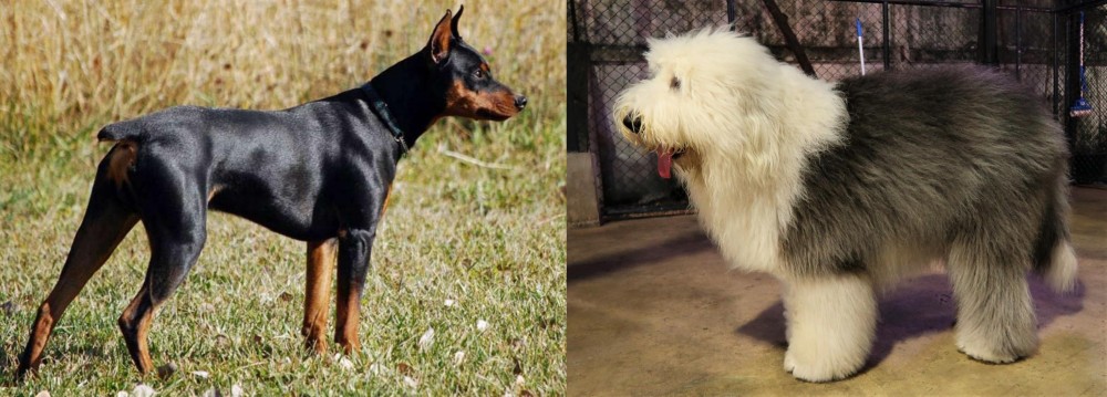 Old English Sheepdog vs German Pinscher - Breed Comparison