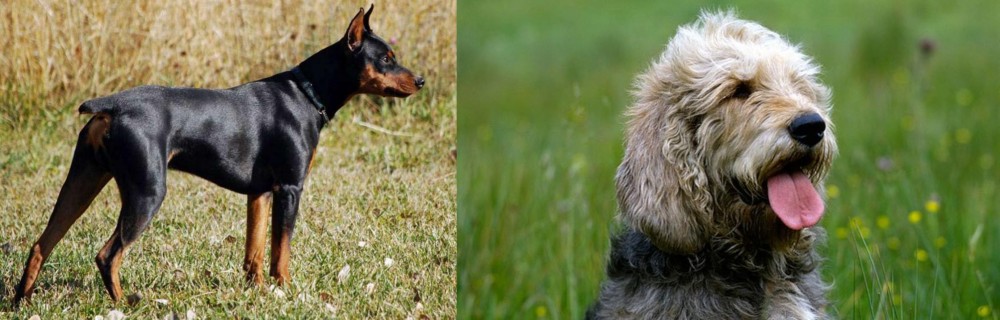 Otterhound vs German Pinscher - Breed Comparison