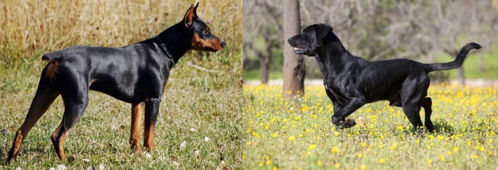 Perro de Pastor Mallorquin vs German Pinscher - Breed Comparison