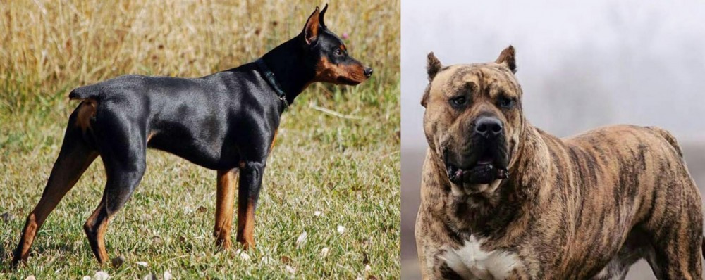 Perro de Presa Canario vs German Pinscher - Breed Comparison