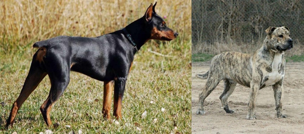 Perro de Presa Mallorquin vs German Pinscher - Breed Comparison
