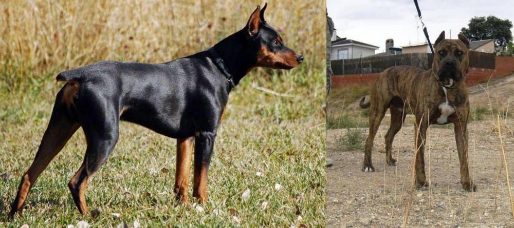 Perro de Toro vs German Pinscher - Breed Comparison