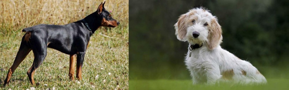 Petit Basset Griffon Vendeen vs German Pinscher - Breed Comparison