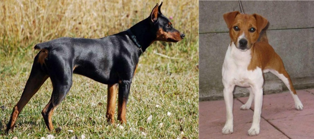 Plummer Terrier vs German Pinscher - Breed Comparison