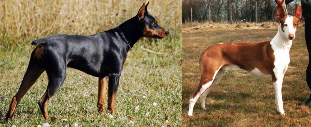 Podenco Canario vs German Pinscher - Breed Comparison