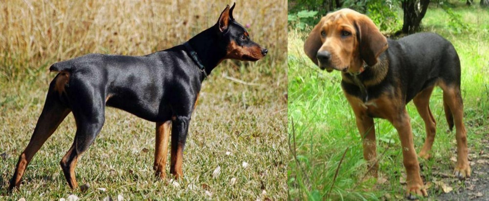 Polish Hound vs German Pinscher - Breed Comparison