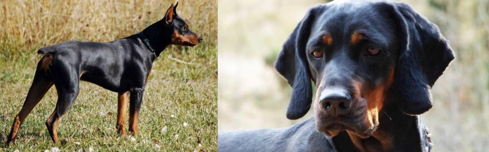 Polish Hunting Dog vs German Pinscher - Breed Comparison