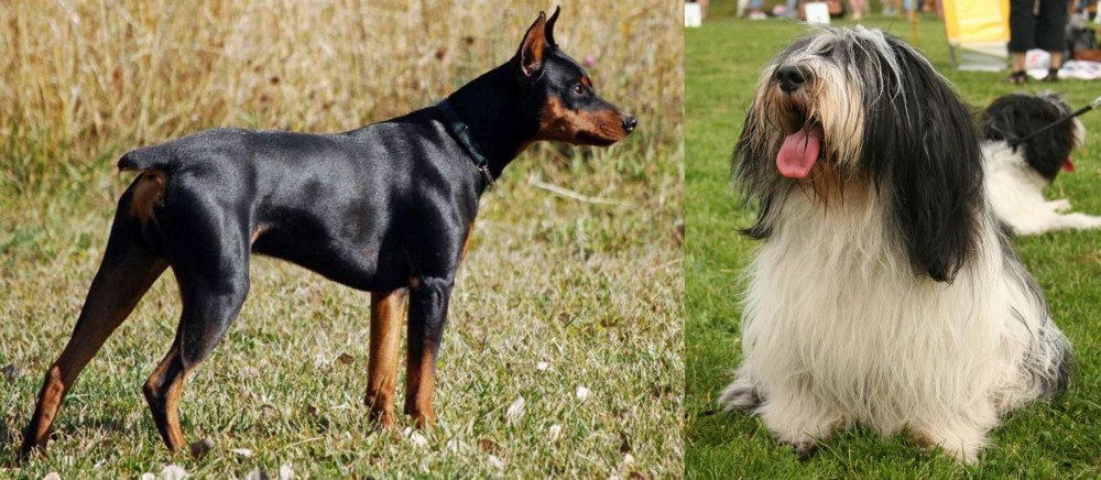 Polish Lowland Sheepdog vs German Pinscher - Breed Comparison
