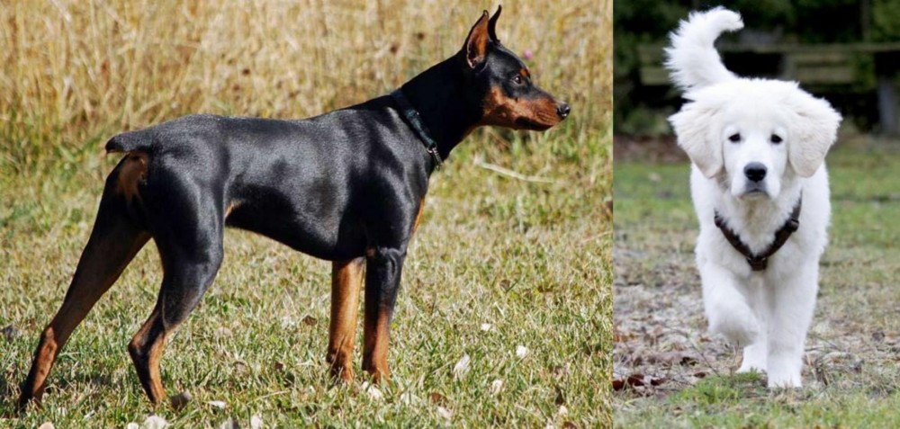 Polish Tatra Sheepdog vs German Pinscher - Breed Comparison
