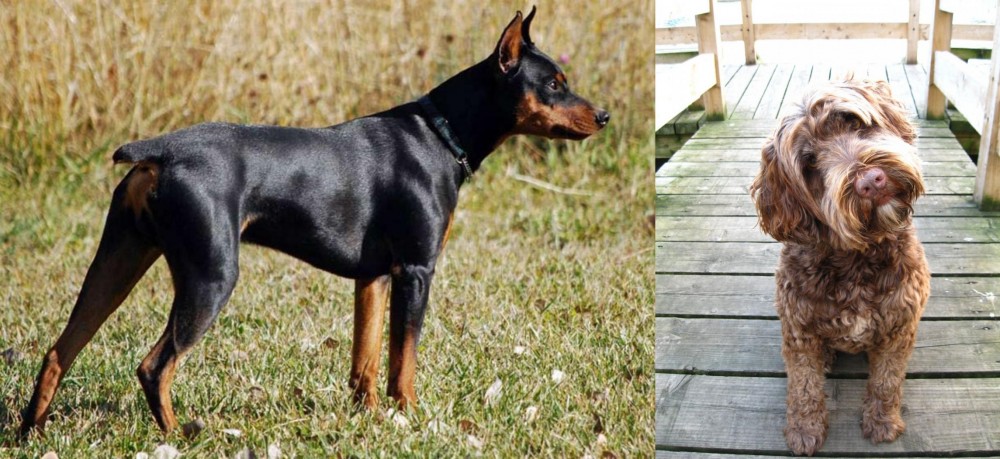 Portuguese Water Dog vs German Pinscher - Breed Comparison