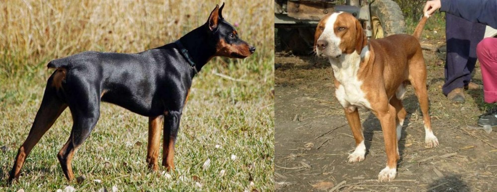 Posavac Hound vs German Pinscher - Breed Comparison