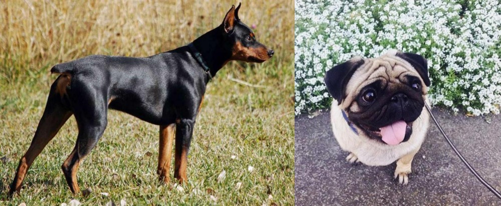 Pug vs German Pinscher - Breed Comparison