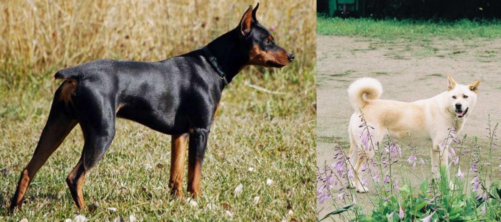 Pungsan Dog vs German Pinscher - Breed Comparison