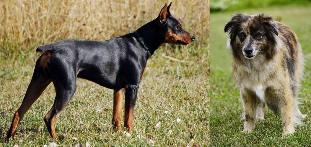 Pyrenean Shepherd vs German Pinscher - Breed Comparison