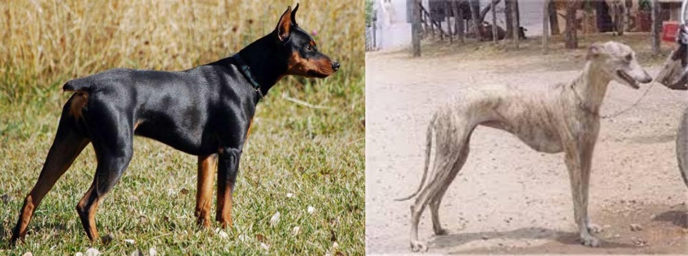Rampur Greyhound vs German Pinscher - Breed Comparison