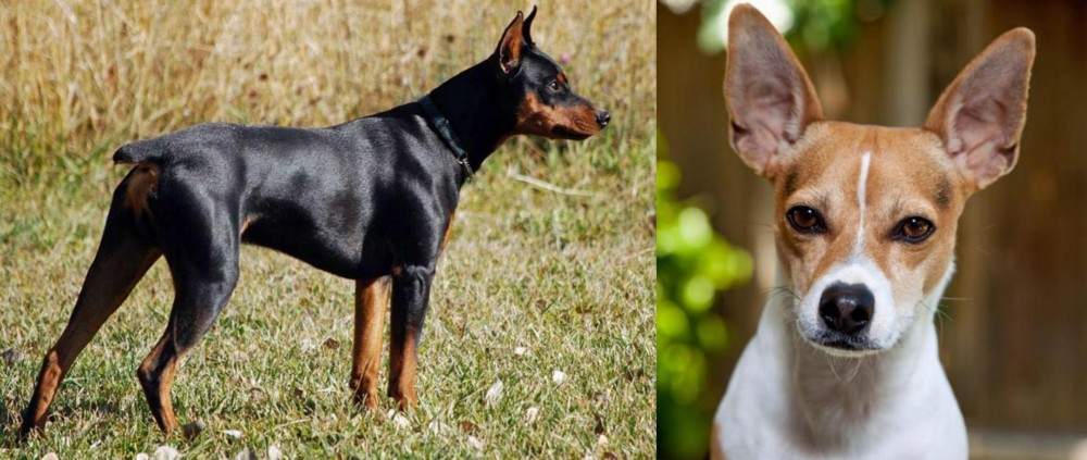 Rat Terrier vs German Pinscher - Breed Comparison