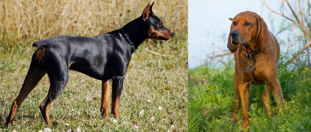 Redbone Coonhound vs German Pinscher - Breed Comparison