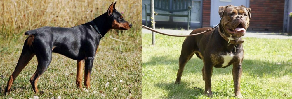 Renascence Bulldogge vs German Pinscher - Breed Comparison