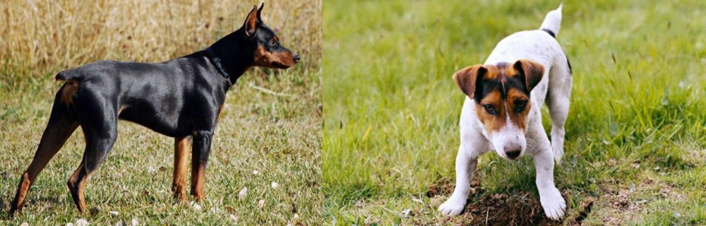 Russell Terrier vs German Pinscher - Breed Comparison