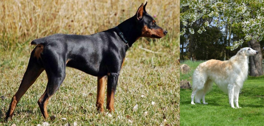 Russian Hound vs German Pinscher - Breed Comparison