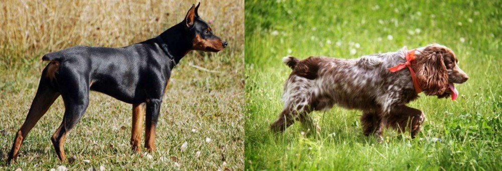 Russian Spaniel vs German Pinscher - Breed Comparison