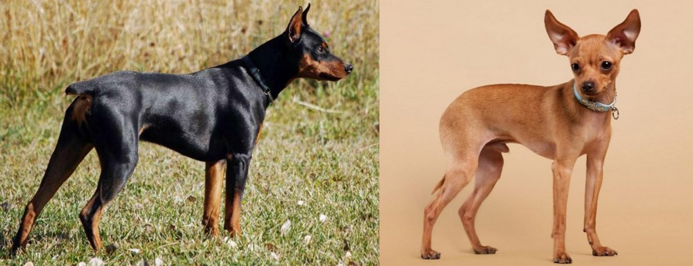 Russian Toy Terrier vs German Pinscher - Breed Comparison