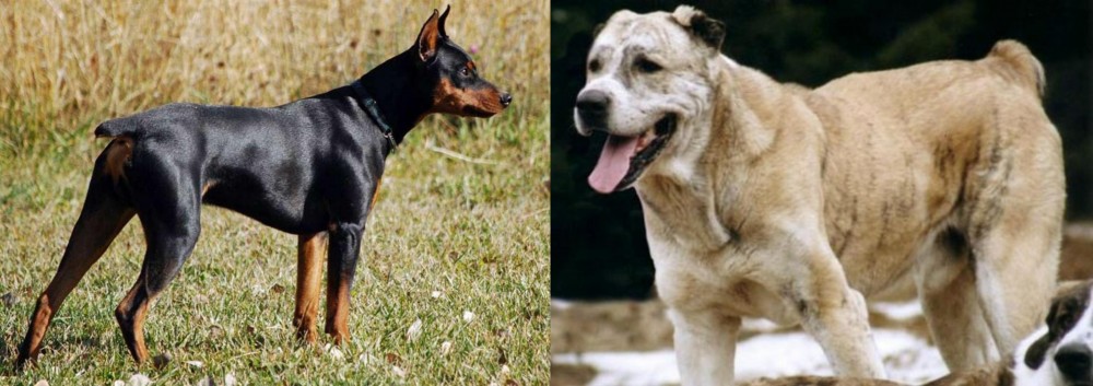 Sage Koochee vs German Pinscher - Breed Comparison