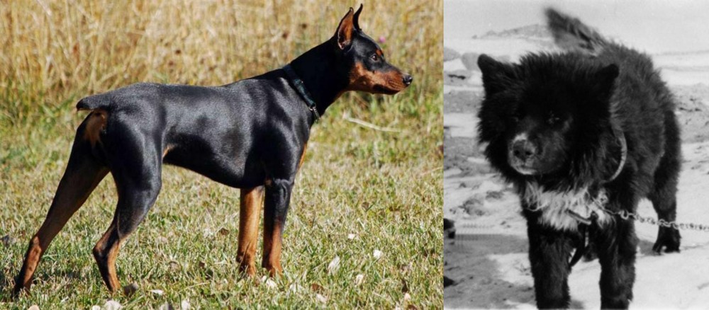 Sakhalin Husky vs German Pinscher - Breed Comparison