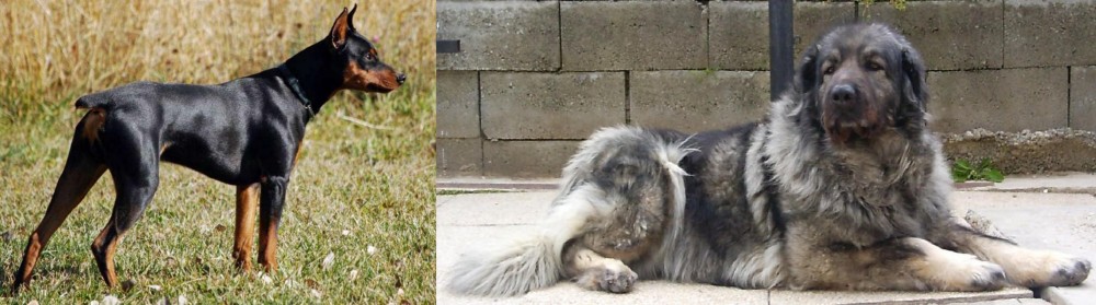 Sarplaninac vs German Pinscher - Breed Comparison