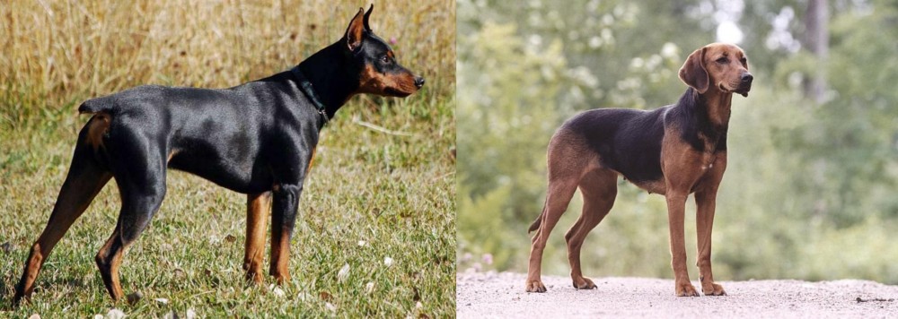 Schillerstovare vs German Pinscher - Breed Comparison