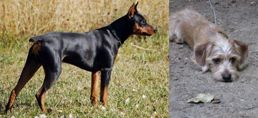 Schweenie vs German Pinscher - Breed Comparison