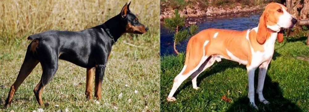 Schweizer Laufhund vs German Pinscher - Breed Comparison
