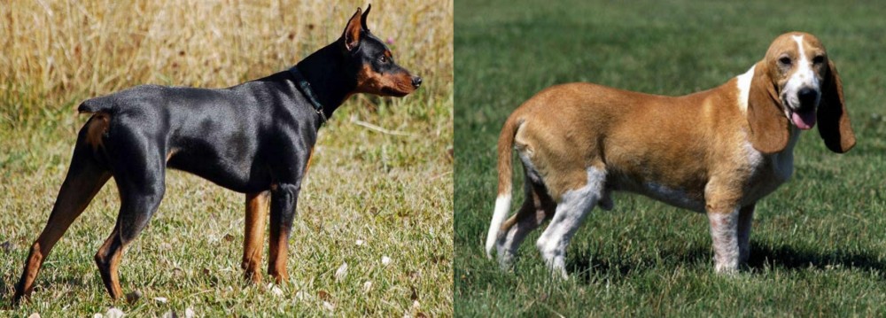 Schweizer Niederlaufhund vs German Pinscher - Breed Comparison