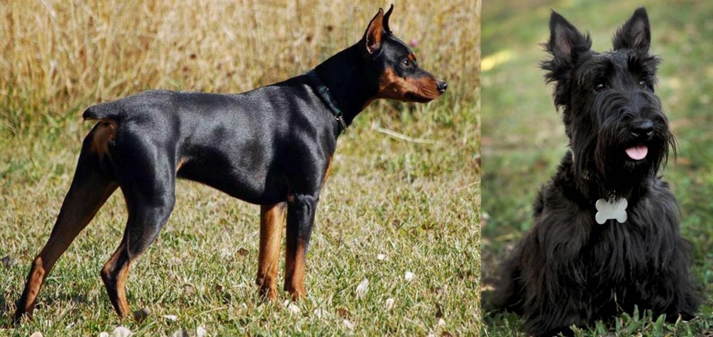 Scoland Terrier vs German Pinscher - Breed Comparison