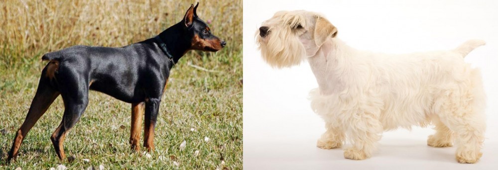 Sealyham Terrier vs German Pinscher - Breed Comparison