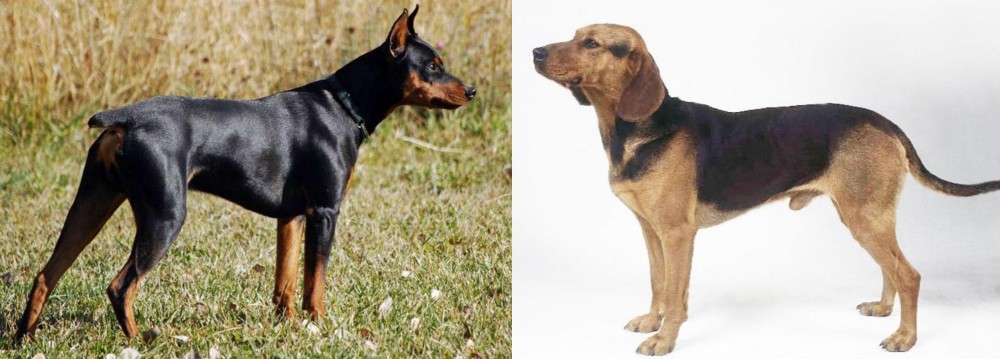 Serbian Hound vs German Pinscher - Breed Comparison