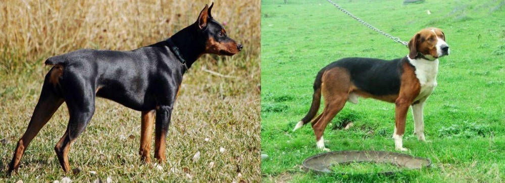 Serbian Tricolour Hound vs German Pinscher - Breed Comparison