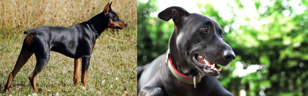 Shepard Labrador vs German Pinscher - Breed Comparison