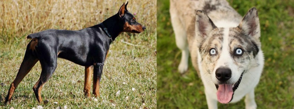 Shepherd Husky vs German Pinscher - Breed Comparison