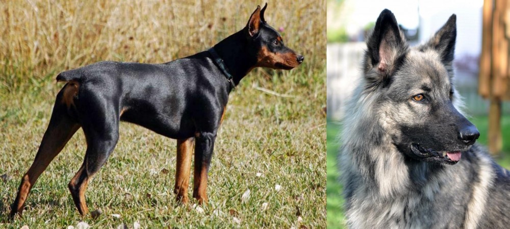 Shiloh Shepherd vs German Pinscher - Breed Comparison