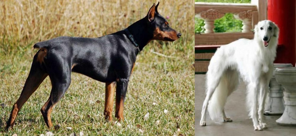 Silken Windhound vs German Pinscher - Breed Comparison