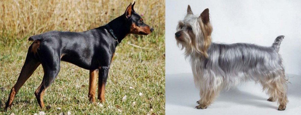 Silky Terrier vs German Pinscher - Breed Comparison