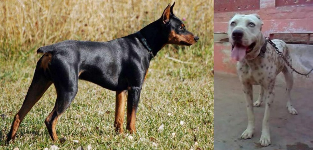 Sindh Mastiff vs German Pinscher - Breed Comparison