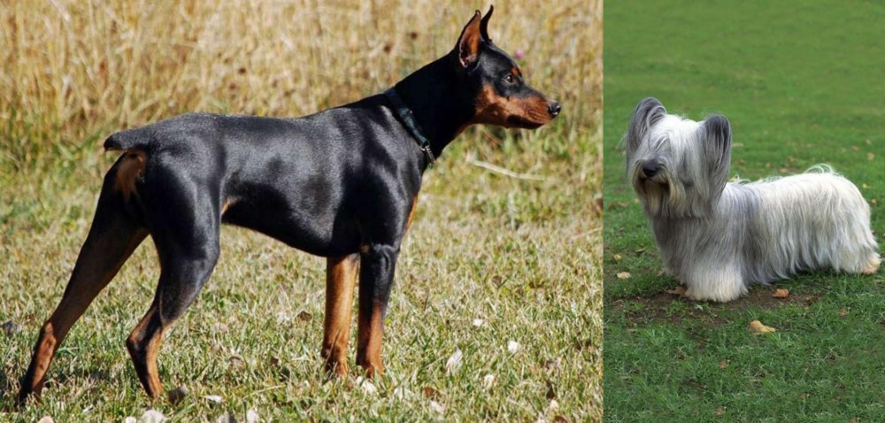 Skye Terrier vs German Pinscher - Breed Comparison