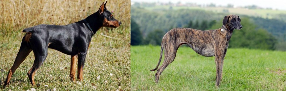 Sloughi vs German Pinscher - Breed Comparison
