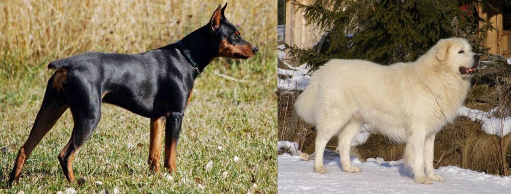 Slovak Cuvac vs German Pinscher - Breed Comparison