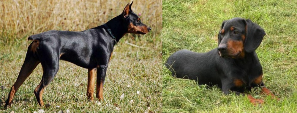 Slovakian Hound vs German Pinscher - Breed Comparison