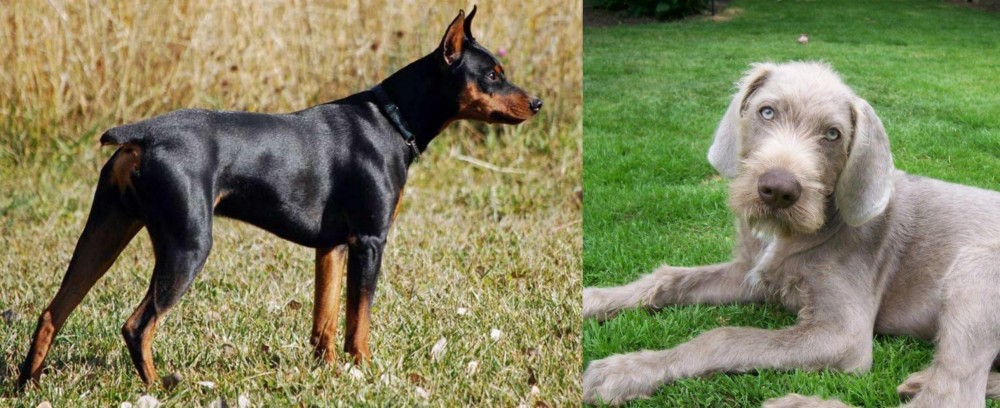 Slovakian Rough Haired Pointer vs German Pinscher - Breed Comparison